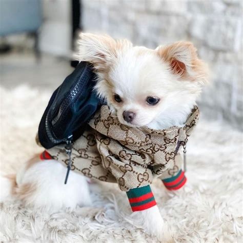 gucci rain coat for dog|gucci collars for dogs.